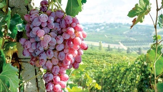 Виноградарские кластеры - основа развития отрасли