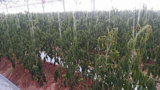 Каттақўрғонлик фермер хўжаликларига етказилган 1 миллиард 54 миллион сўмлик зарар ундирилади