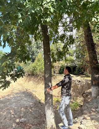 Тошкентда тадбиркор дарахтларга шикаст етказди