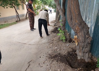 Тошкентда дарахтларни сунъий равишда қуритишга уриниш ҳолати қайд этилди