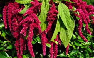 Доказаны полезные свойства растения амарант