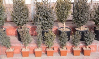 Kambagʻallikni qisqartirish borasida Quva tajribasi