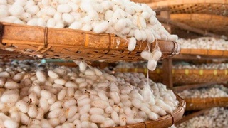 Pilla qurti urugʻini ishlab chiqaruvchilarga subsidiya beriladi