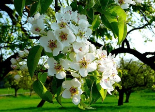 Эртага ҳудудларда ҳарорат 28 даражагача исиши кутиляпти