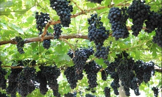 Ўзбекистонда ўтказиладиган «Узум сайли» фестивалига Францияда катта қизиқиш билдирилди