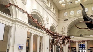 Скелет крупнейшего в мире динозавра разместят в новозеландском музее