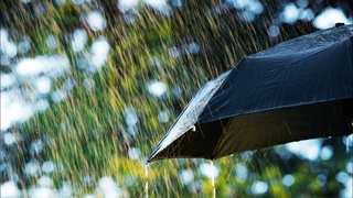 Шу кунлардаги ёғингарчиликнинг қишлоқ хўжалигига таъсири қандай бўлади?