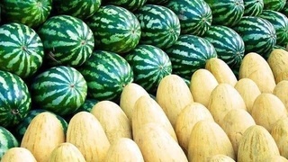 Oʻzbekiston qovun va tarvuz eksportidan qancha daromad qildi?
