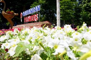 24-31 май кунлари Наманган шаҳрида халқаро «Гуллар фестивали» ўтказилади