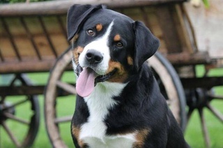 Четвероногий друг - из питомника МВД