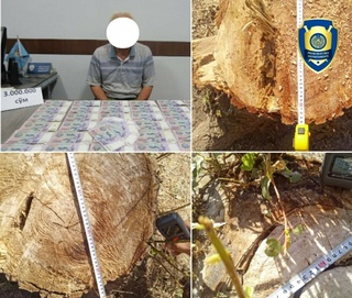 Jizzaxda oʻrmon noziri pora bilan qoʻlga tushdi