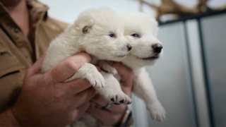 Ученые «воскресили» вид волков, вымерший более 12 тысяч лет назад