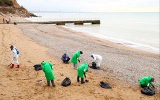 Kerch bo'g'ozida 30 dan ortiq o'lik delfinlar topildi