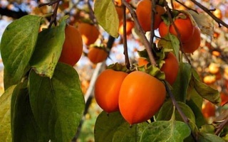 В Ферганской области площади садов хурмы увеличились на треть