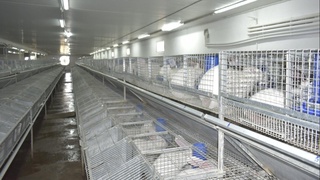 Тадбиркор қуён гўштини "korzinka.uz”га топширмоқда