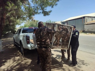 Тұрғынүйге кірген қасқыр табиғат қойнына қайтарылды