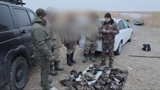 В Бухарской области выявлены факты незаконной охоты и использования дикого животного