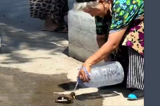 Қушга сув берган Андижонлик аёл тақдирланди