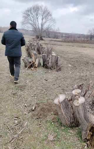 Қашқадарёда 103 туп кўктол дарахти кесиб ташланди