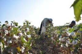 Мавсум оила бюджетига фойда, рўзғорга барака келтирмоқда