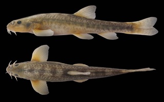 Ўзбекистонда балиқларнинг янги тури кашф қилинди