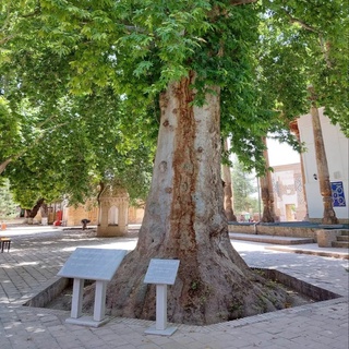 Өзбекстанда 9 терек халықаралық сийрек ушырасатуғын тереклер дизимине киргизилди