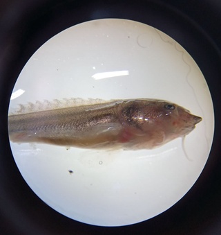 Ўзбек олимлари сибир осётрини маҳаллий шароитда сунъий кўпайтириш усулини яратди