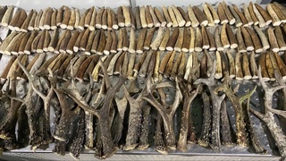 Была раскрыта попытка провезти 717 рогов оленей, скрытых от таможенного контроля