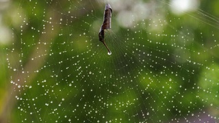 O'rgimchak va ipak qurti oqsiliga asoslangan, terini yoshartiruvchi krem ishlab chiqildi