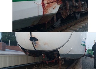 “Afrosiyob” poezdi 18 bosh qo'yni urib yuborgan