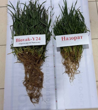 Олимларимиз томонидан яратилган “BioVak Y24” биологик препарати қишлоқ хўжалиги шўрланган ерларида янги органик муҳитни яратмоқда