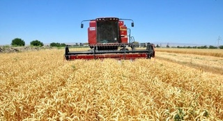 Сурхондарёлик ғаллакорлар  зафари