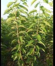 Qashqadaryoda "Vazirlik bogʻi" barpo etiladi