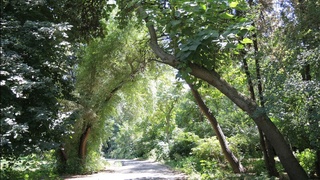 Ташкентский ботанический сад и МГУ: новые грани сотрудничества