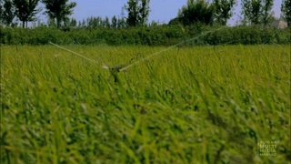 В Хорезмской области внедряются водосберегающие технологии при возделывании риса