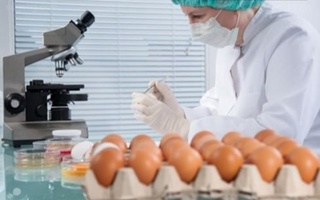 Тухум истеъмолида нималарга эътибор қаратиш лозим?