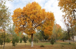 Келгуси ҳафта бошида баъзи жойларда ёмғир ёғади