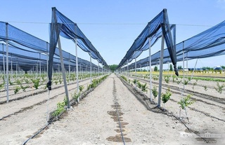 Чортоқ тумани қишлоқ хўжалиги бўлими бошлиғи ўринбосарининг фирибгарлиги фош этилди