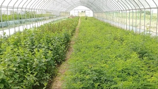 Начало тысячи лесов