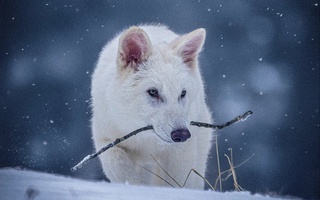 AQSHda 12 ming yil ilgari yoʻqolib ketgan ayiqtovon boʻrilar qayta “tiriltirildi”