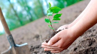 Деревья в Ташкенте будут оцифрованы и получат паспорта