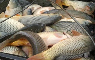 Qaysi hududda eng koʻp baliq ovlangan?