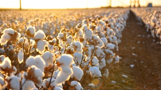 Новые стимулы для повышения плодородия в хлопководстве