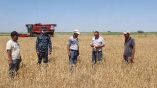 Қораўзакли фермер Республикамизда биринчи бўлиб ғалла топшириш режасини бажарди!