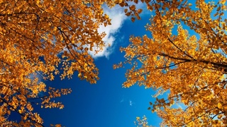 В Ташкенте – осень. Прогноз погоды на неделю