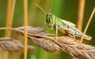 Выявлено распространение саранчи на территориях Узбекистана площадью 292,6 га