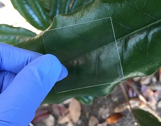 Olimlar shaffof yog'och yaratishdi