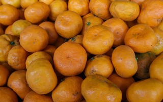 Россияда мандариннинг янги навлари патентланди