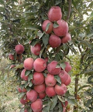 Томорқа – даромад манбаи