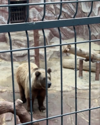 Toshkent hayvonot bogʻida hayvonlarga sabzavot uloqtirildi